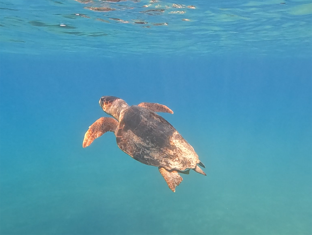 2025-01-10 Loggerhead_Bahamas-1