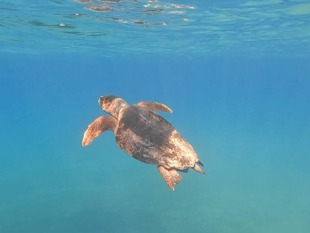 2025-01-10 Loggerhead_Bahamas-1