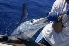 Fish More, Stress Less: Grow Effortlessly with Digital Sportsman