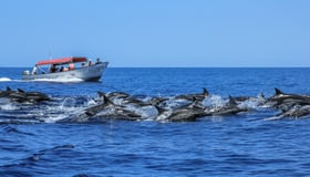 Online Reservation Systems for Tour Operators & Guides