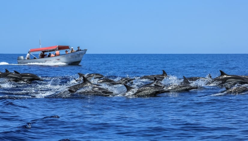 Online Reservation Systems for Tour Operators & Guides