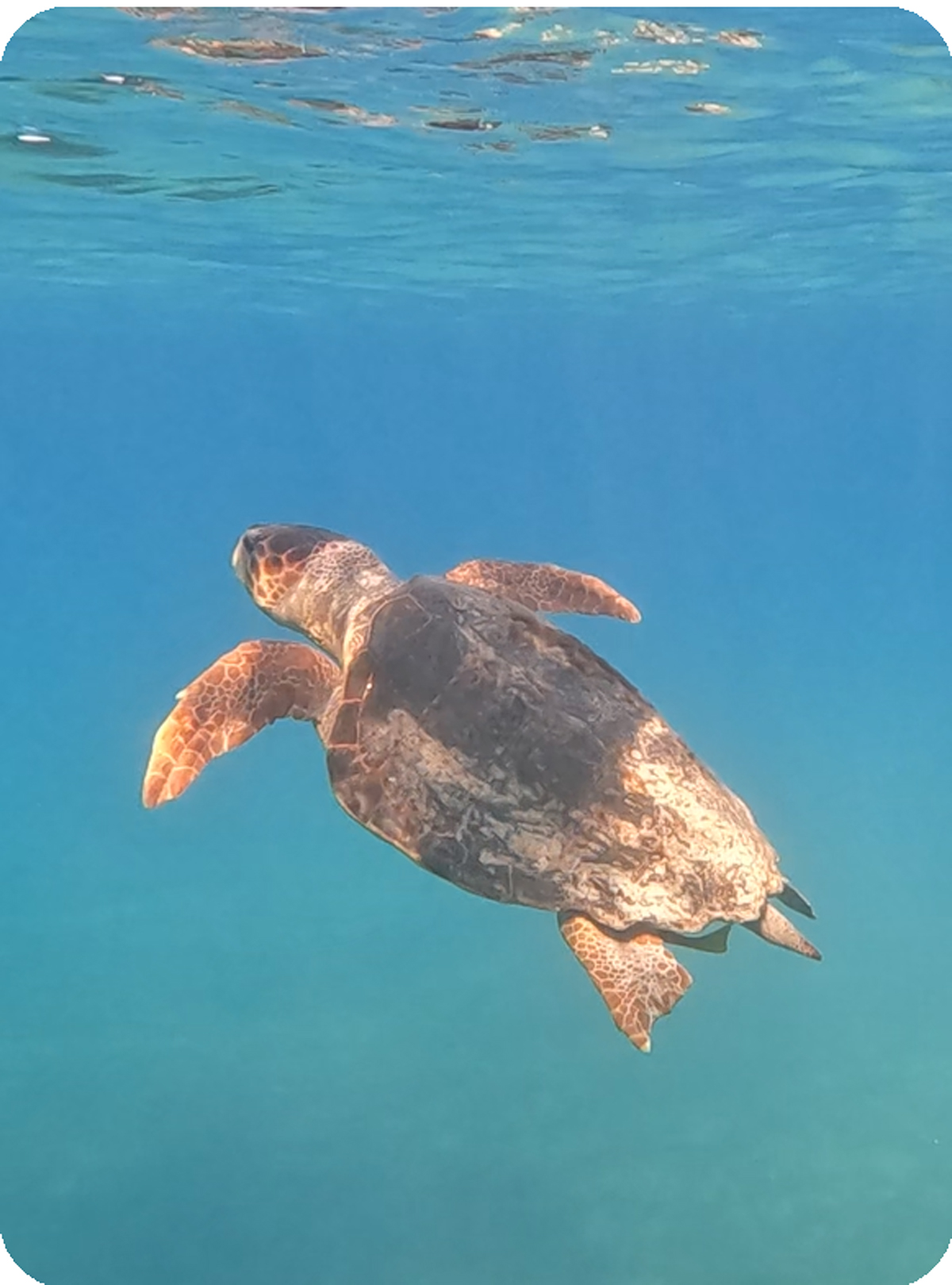 Screenshot-2025-01-10-155411_web_rounded Screenshot-2025-01-10-155411_web_rounded